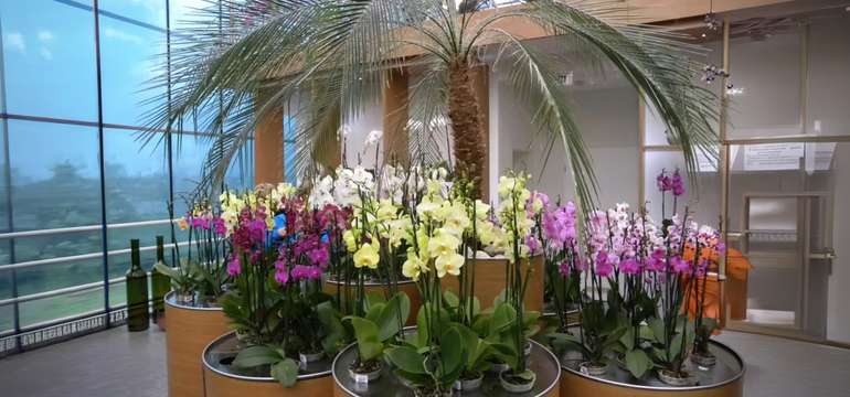 Kráľovstvo orchideí a tropická záhrada: jednodňový zájazd do Slovinska