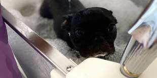 Strihanie alebo wellness balík pre vášho psa