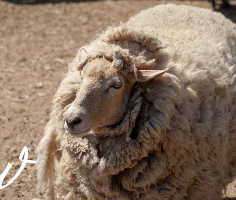 Sokoliareň a minizoo Devín