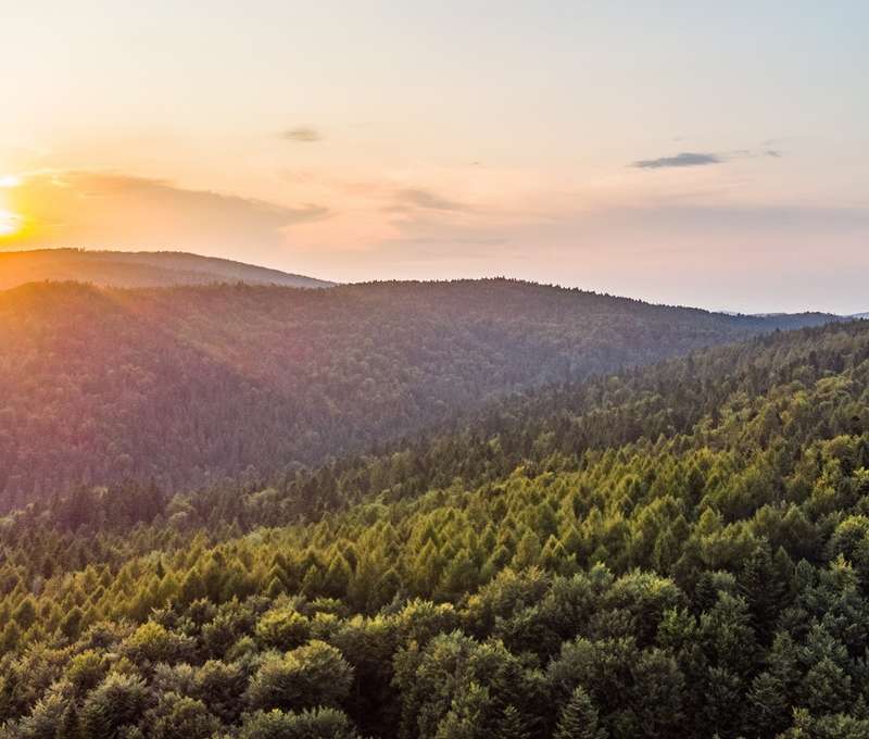 V Krynici otvorili poľský chodník korunami stromov (30 min. autom)