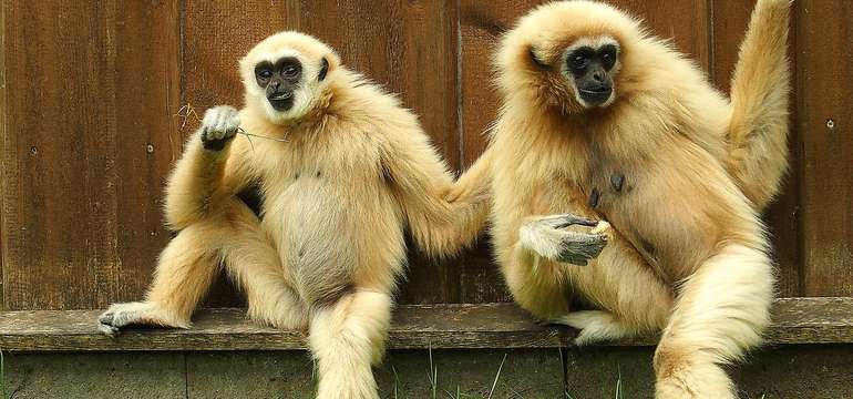 Vstupenka do ZOO a Monkeylandu pre dospelých, detí aj dôchodcov