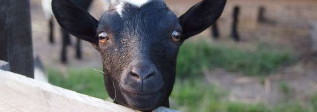 tip na vylet  Gazdovský dvor Náš sen