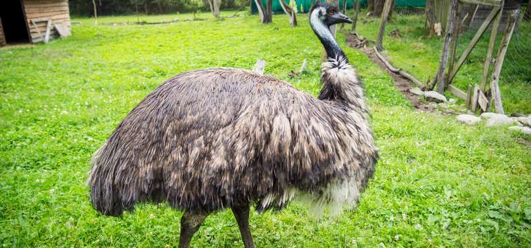 Kontakt so zvieratami v MINI ZOO 