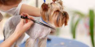 Strihanie alebo wellness balík pre vášho psa