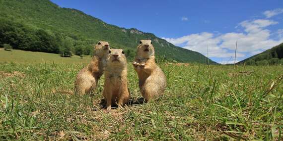 Pizza podľa výberu a 4-hod. vstup do wellness na Prednej Hore pre 2 osoby/Muráň - Predná Hora