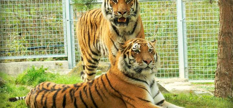 Vstupenka do ZOO a Monkeylandu pre dospelých, detí aj dôchodcov