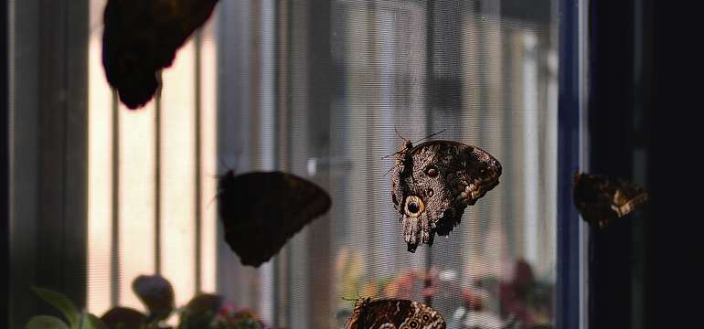 Navštívte exotické Living Butterfly Museum v Poľsku