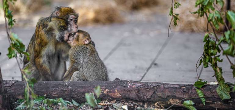 ZOO Košice je jedným z TOP 10 turistických cieľov na východnom Slovensku