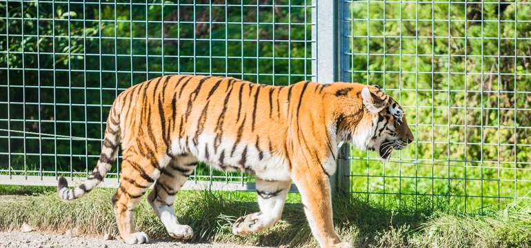 Vstupenka do ZOO a Monkeylandu pre dospelých, detí aj dôchodcov