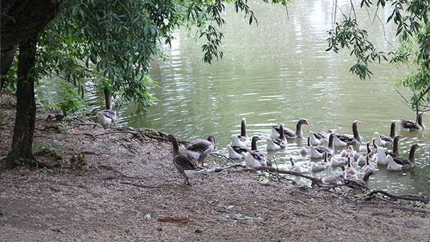 Pozorovanie vtákov na Žitnom ostrove