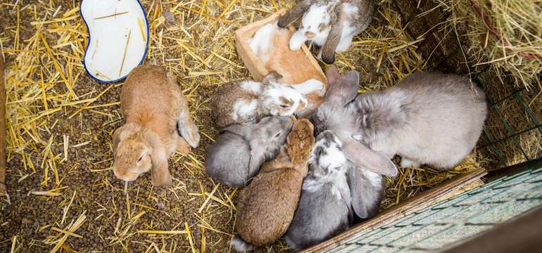 Kontakt so zvieratami v MINI ZOO 