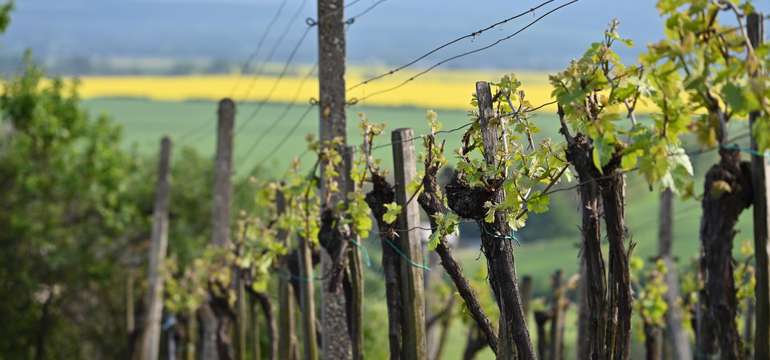 Rodinné remeselnícke vinárstvo Csernus
