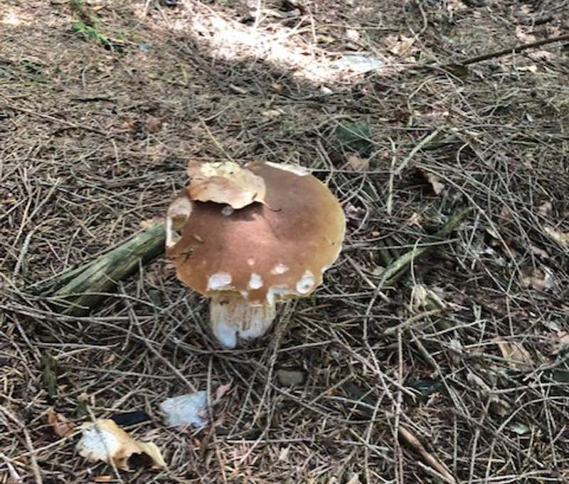 Krkonošská příroda má hodně co nabídnout