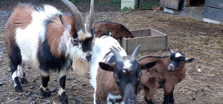 Mini ZOO