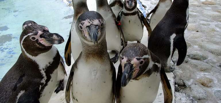 V cene rodinného pobytu je vstup do košickej ZOO
