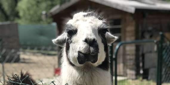 Vstupy do Sokoliarne a minizoo Devín pre deti, dospelých aj rodiny/Bratislava - Devín