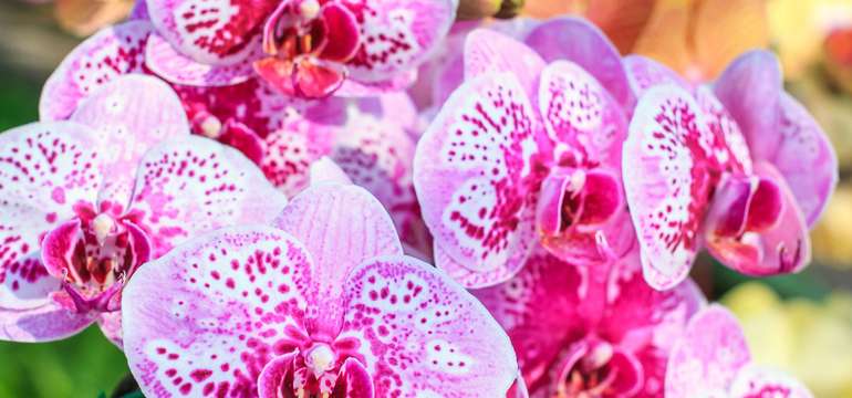 12. ročník: Výstava orchideí v rakúskom Klosterneuburg s prehliadkou mesta Viedeň