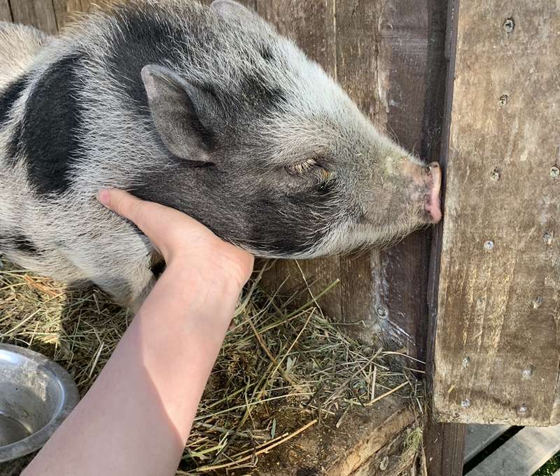 Sokoliareň a minizoo Devín