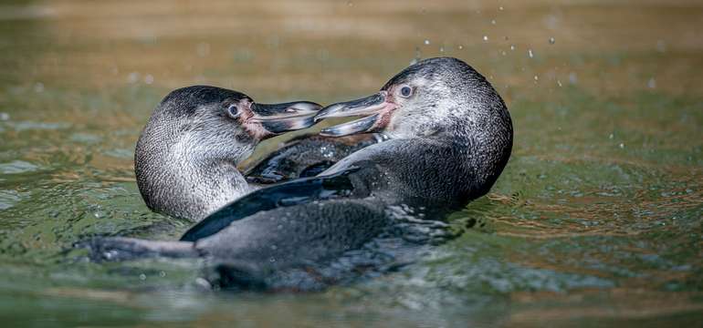 Zoologická záhrada Košice so svojimi zvieracími obyvateľmi