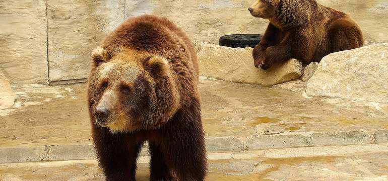 Vstupenka do ZOO a Monkeylandu pre dospelých, detí aj dôchodcov