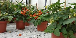 Červená balkónova paradajka