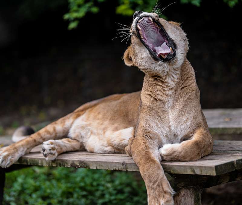 Zoologická záhrada Košice so svojimi zvieracími obyvateľmi
