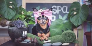 Strihanie alebo wellness balík pre vášho psa