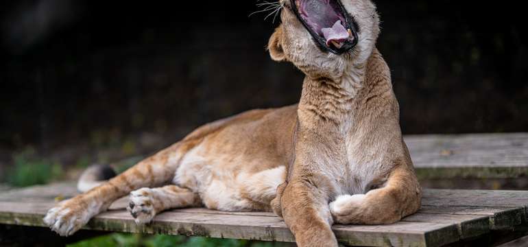 Zoologická záhrada Košice so svojimi zvieracími obyvateľmi
