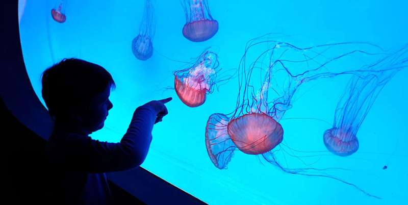 svet meduz praha vylet