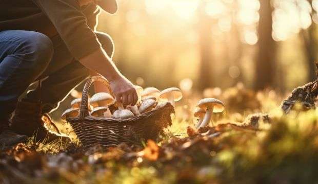 zber húb mushrooms in a basket