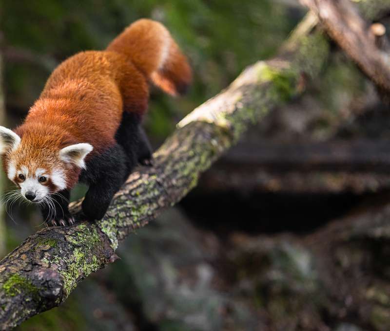 ZOO Košice je jedným z TOP 10 turistických cieľov na východnom Slovensku