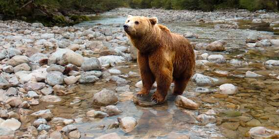 Zážitkové pozorovanie medveďov v Tatrách so sprievodcom, zapožičaním profesionálnej techniky a školením/Liptov - Pribylina - GRAND HOTEL PERMON