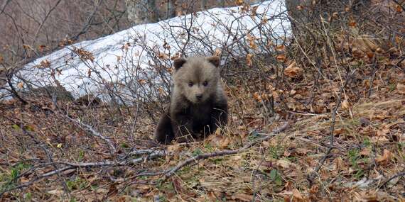 Zážitkové pozorovanie medveďov v Tatrách so sprievodcom, zapožičaním profesionálnej techniky a školením/Liptov - Pribylina - GRAND HOTEL PERMON