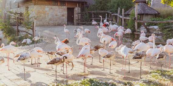 Výlet do ZOO Budapešť a Tropicaria s cestovnou kanceláriou Travelholic/Maďarsko - Budapešť