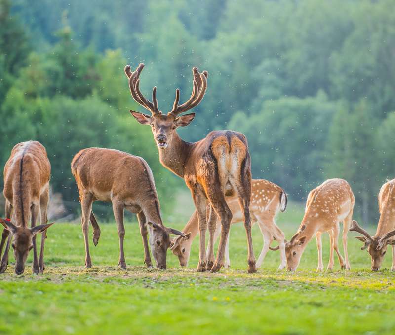 Baby friendly - vlastná mini ZOO, detský kútik, vonkajšie ihrisko, šmýkalka, trampolíny