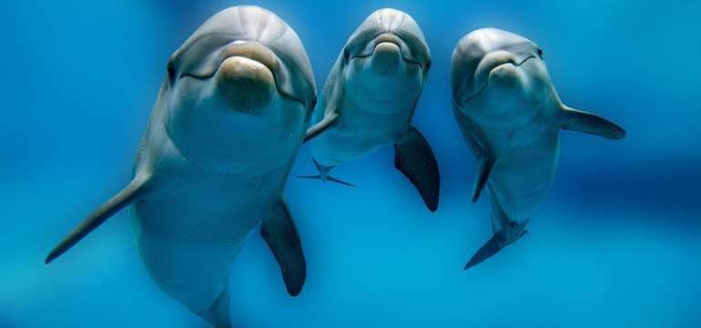 Delfinárium norimberské zoologické zahrady - největší v Německu
