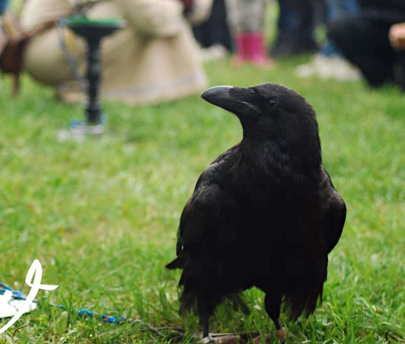 Sokoliareň a minizoo Devín